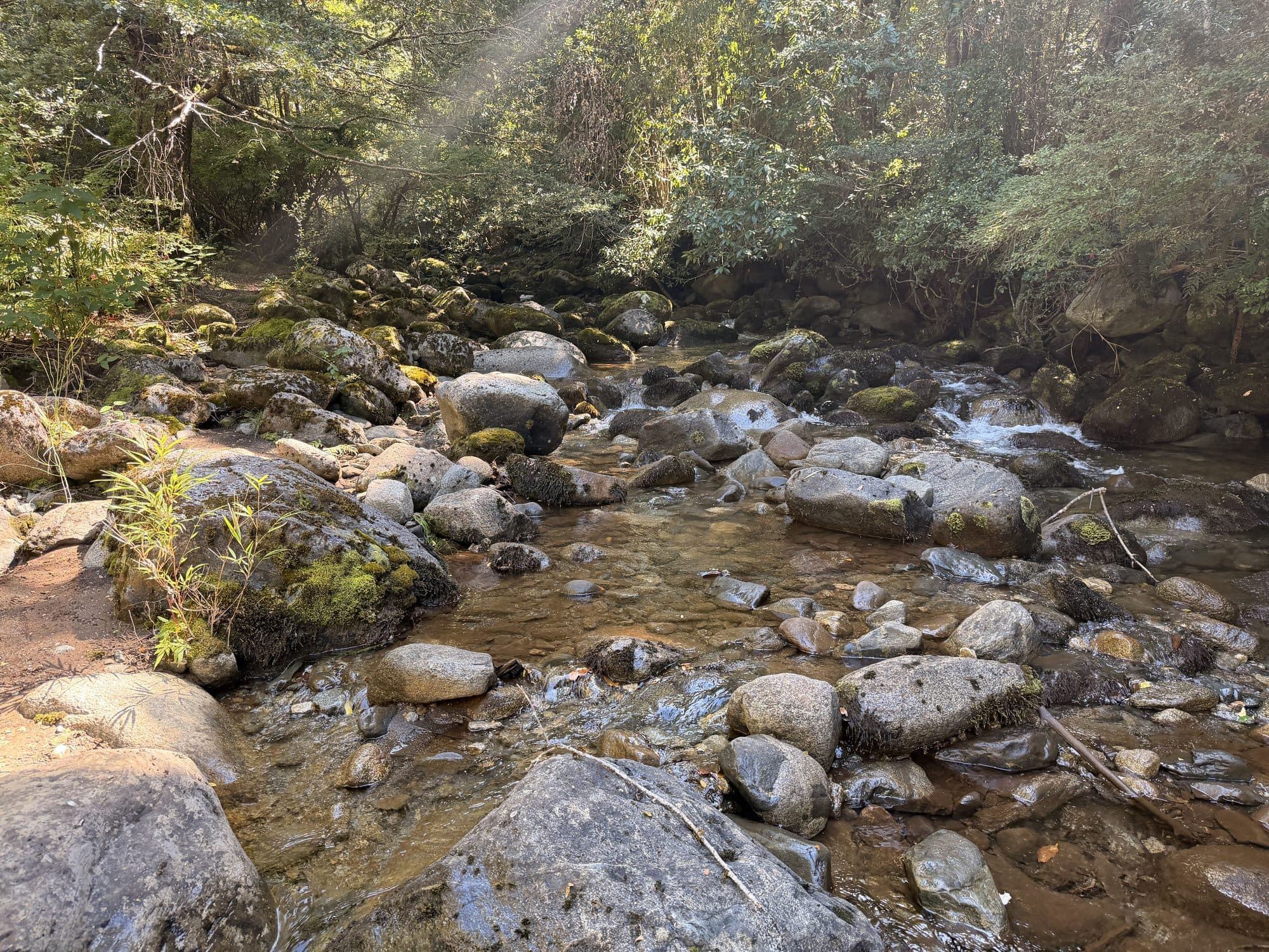Estero de aguas cristalinas entre piedras cubiertas de musgo, dentro del bosque nativo