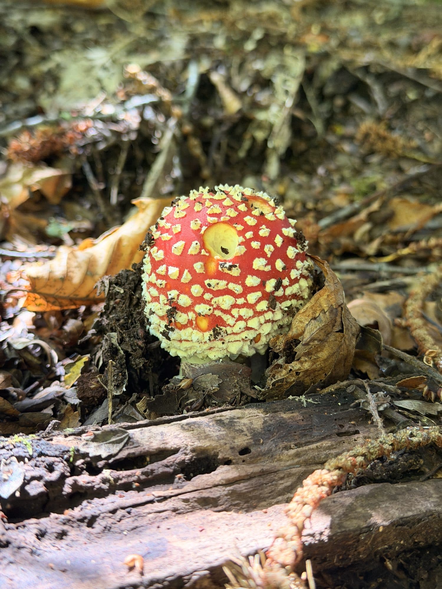 Un hongo rojo con pintas blancas en el suelo del bosque, entre hojas secas